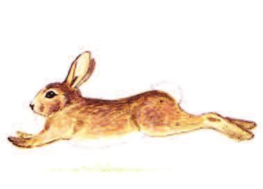 RABBIT Oryctolagus cuniculus Size: 34 45 cm (13 18 in) Characteristic long ears and long hind legs; short, woolly tail which is white on underside contrasting with