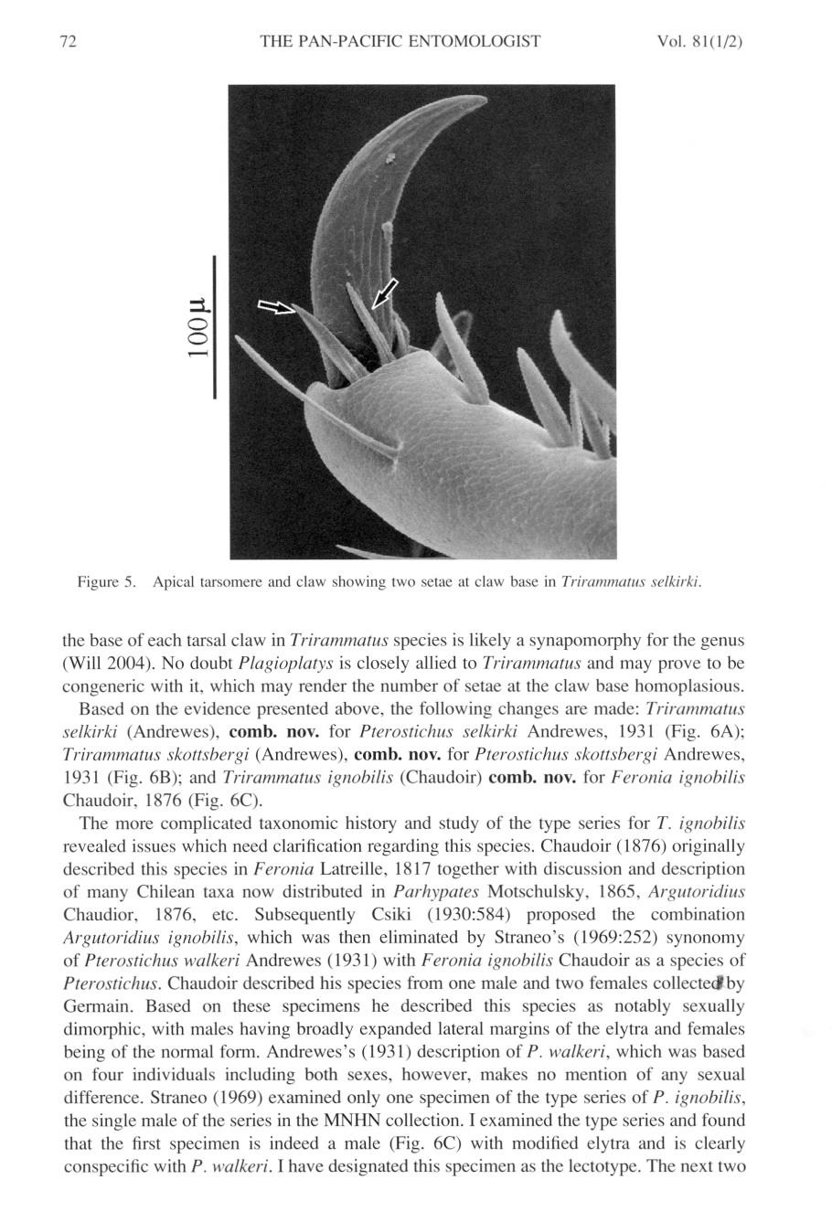 72 THE PAN-PACIFIC ENTOMOLOGIST Vol. 81(\12) :t. o 4 Figure 5. Apical tarsomere and claw showing two setae at claw base in Trirammatus selkirki.