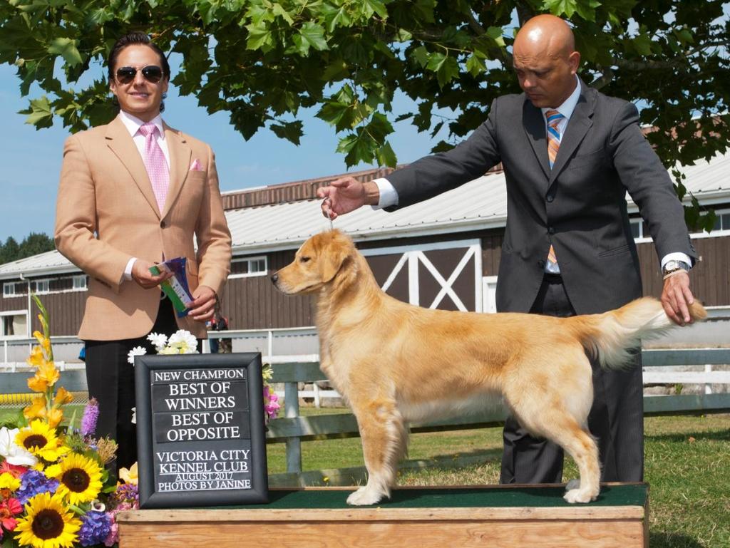 GCH Sweetgold Shelby New