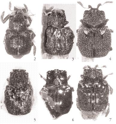 TIJDSCHRIFT VOOR ENTOMOLOGIE, VOLUME 143, 2000 Figs. 2-7. Dorsal views of new species. 2, Orectoscelis demotus Caterino; 3, O. punctatus Caterino; 4, O. aurolepidus Caterino; 5, O.
