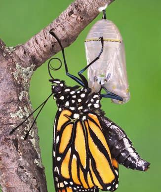 After about two weeks, the waiting is done. The chrysalis has developed into a butterfly.