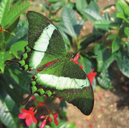 They help the butterfly hide from danger. Butterflies are in danger from other insects or animals that want to eat them.