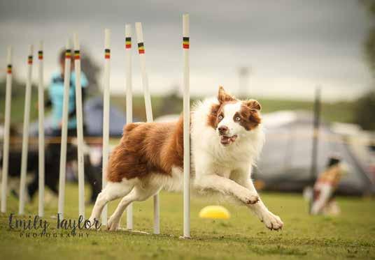 All of this led to the 2017 NZDAC being the largest ever agility event held in New Zealand.