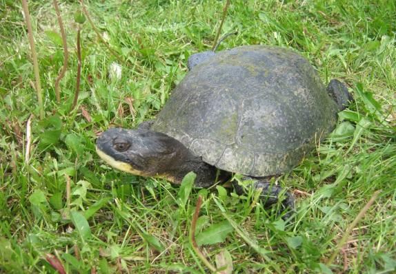 2.0 Blanding s Turtle Biology and Habitat Needs Blanding s turtles are a medium-sized freshwater turtle distributed throughout parts of North America.