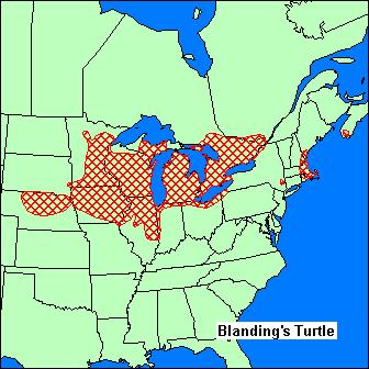 Figure 3. Geographical Distribution of Blanding s Turtle (source: http://www.dec.ny.gov/animals/7166.html) Adult Blanding s turtles have few natural predators, though nest predation is very common.
