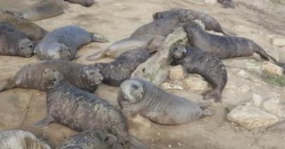 (Left) A weaned pup on Drakes Beach. Photo by D.Dietrich. NMFS Permit No.17152-.