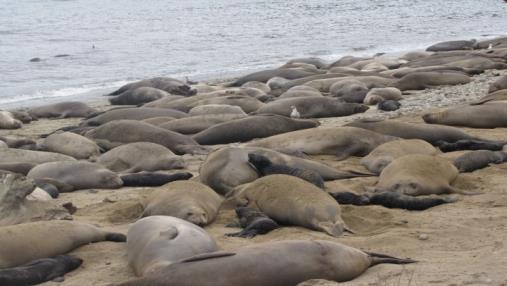 No. Seals TOTAL SEAL COUNT 18 16 Seals 215 Seals 216 1691 1759 1569