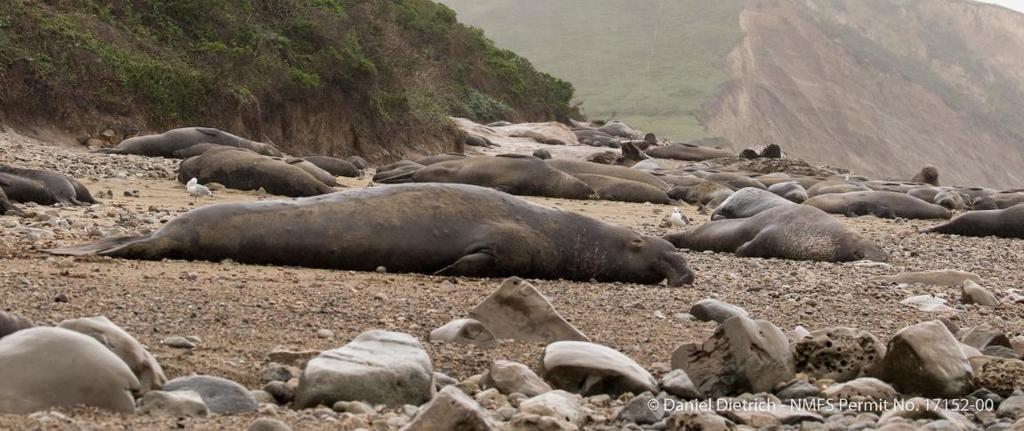 216 Elephant Seal Breeding Season Update February 26, 216 With the peaks of pupping and mating behind the elephant seals, most of them are returning to
