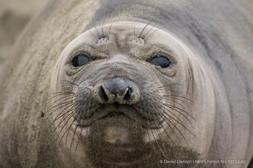 In contrast, weaned pup numbers have rose to 69. A close up of a weaned pup, the most common type of elephant seal at Point Reyes right now. Photo by D.
