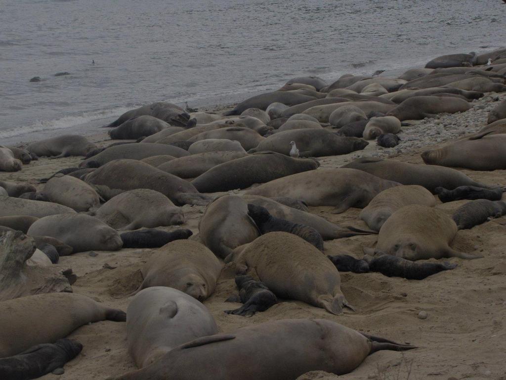 No. Seals TOTAL SEAL COUNT 18 16 Seals 215 Seals 216 1691