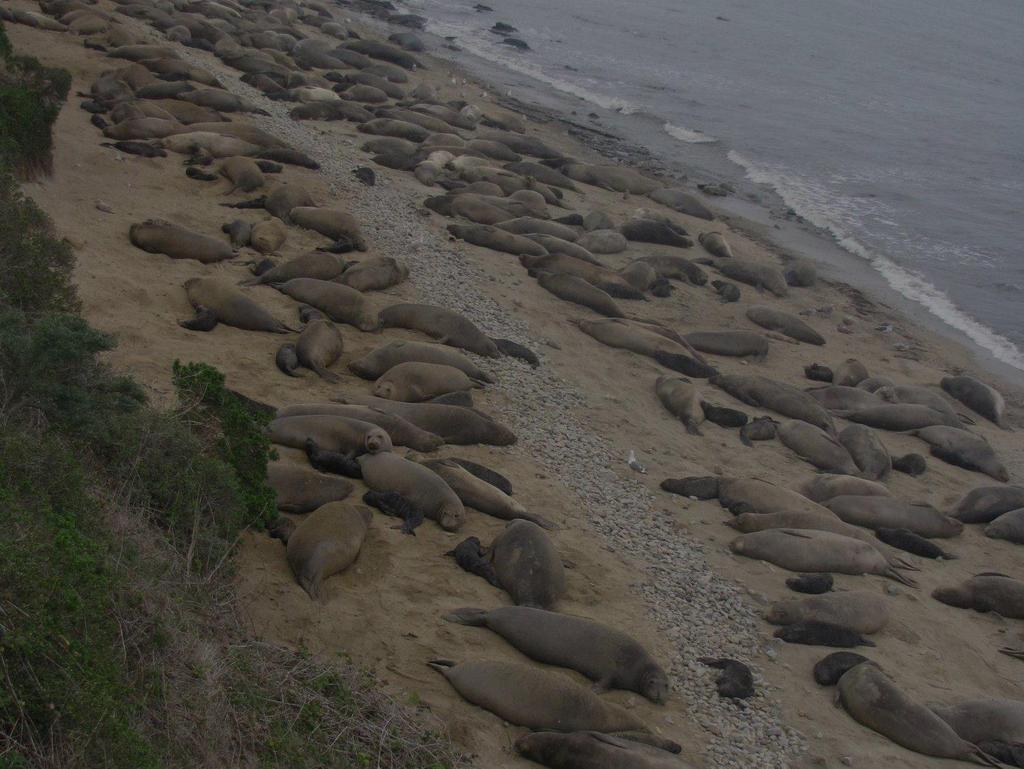 No. Seals DRAKES BEACH COLONY