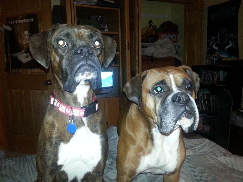 Submitted by Janet It is our pleasure to share another happy endings story submitted by a family in Mayer, MN, who has connections with the Minnesota Boxer Rescue.