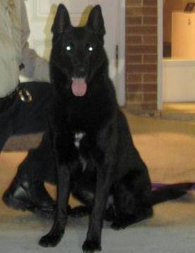 Sasha had previously worked as a K9 officer in Miami, where she had been retired because of her fear of thunder.