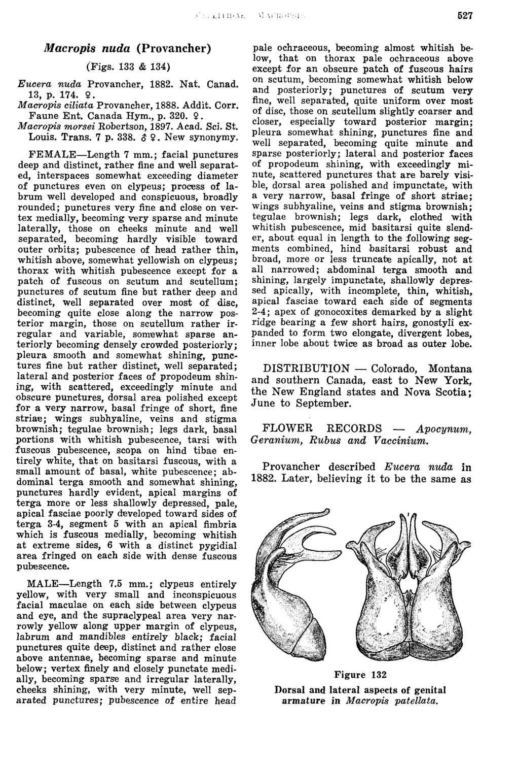 Macropis nuda (Provancher) Eucera nuda Provancher, 1882. Nat. Canad. 13, P. 174. 0. Macropis ciliata Provancher, 1888. Addit. Corr. Faune Ent. Canada HY~.. v. 320. P. Macropis morsei ~obertson, 1897.