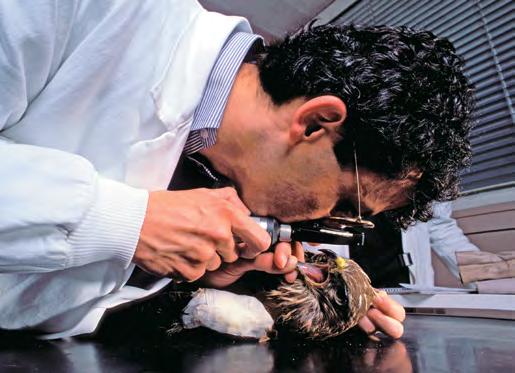 QUICK GUIDE TO COURSES IN VETERINARY SCIENCES AND