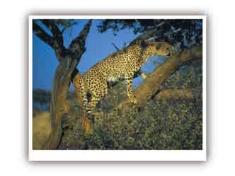 In this way, cheetahs can learn about the other cheetahs in the area, including whether one might make a good partner.