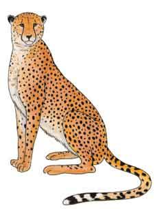 Draw a line to match the objects to the body part or adaptation on the cheetah that it represents. Use the CLUES to help.