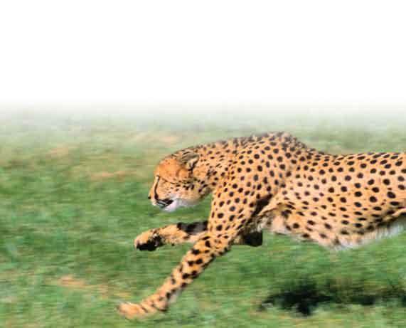 The cheetah has to watch out for other predators that might try to steal
