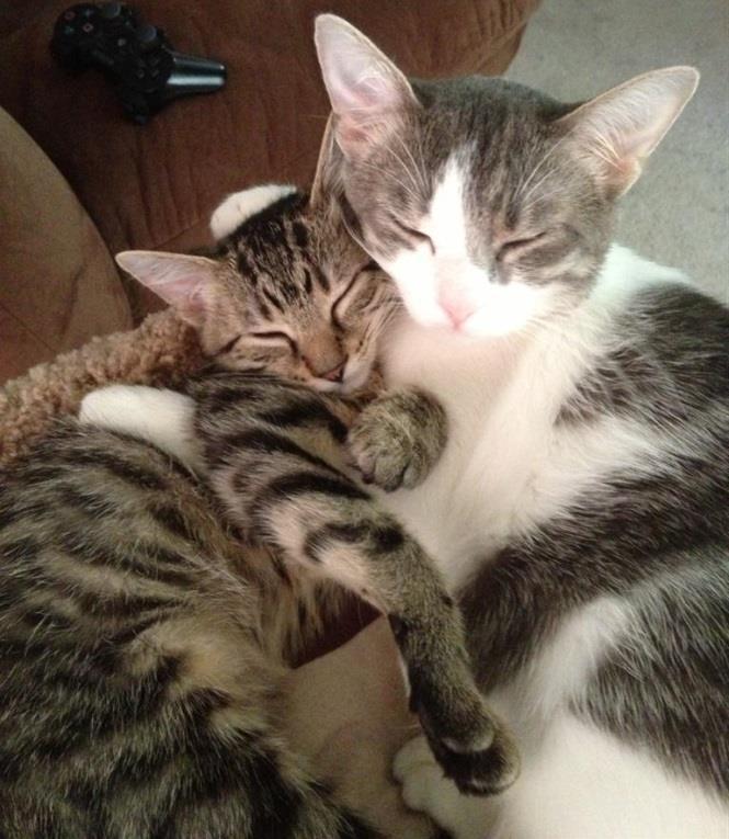 Happy Tails Adoption Story: April & Ariel Hi Debbie. How nice of you to check on the cats. They are awesome!!! They are very close. They sleep together, cuddle together, play together.