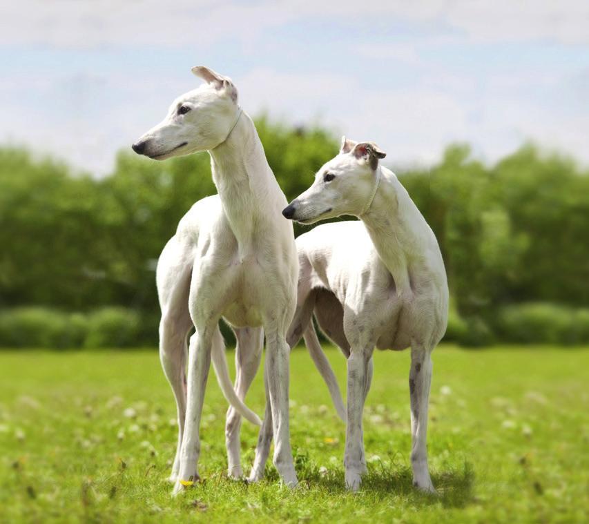 Before you start your training You will need: A flat, comfortable lead (leather or soft webbing) A leather greyhound collar ( fish tail shape collar for greyhounds) or greyhound martingale collar A