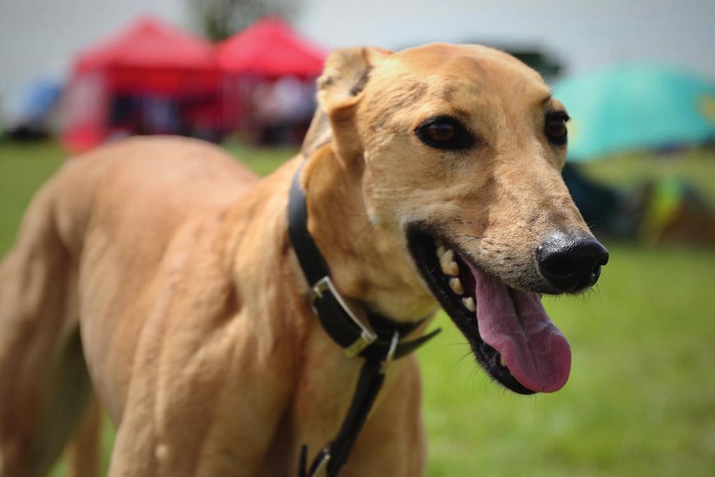 Basic dog training can make a difference and help a greyhound adjust to life in a new home. This leaflet gives valuable hints and easy to follow training tips.