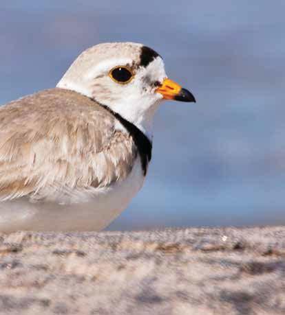 Detroit Zoo... has coordinated the efforts of more than a dozen zoos to operate a captive rearing facility for the endangered Great Lakes piping plovers.