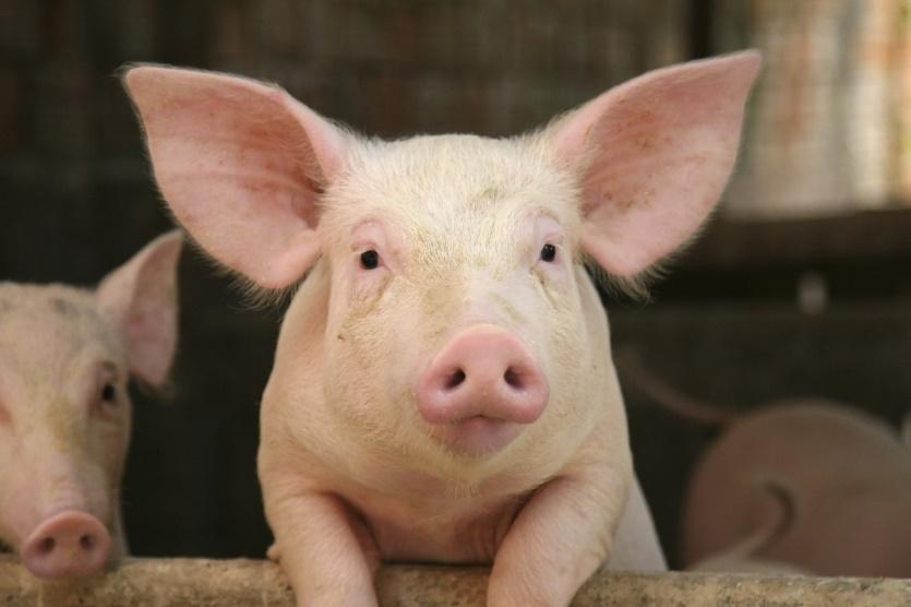 in pigs; decreased weight gain; increased mortality Increased use of therapeutic antibiotics for