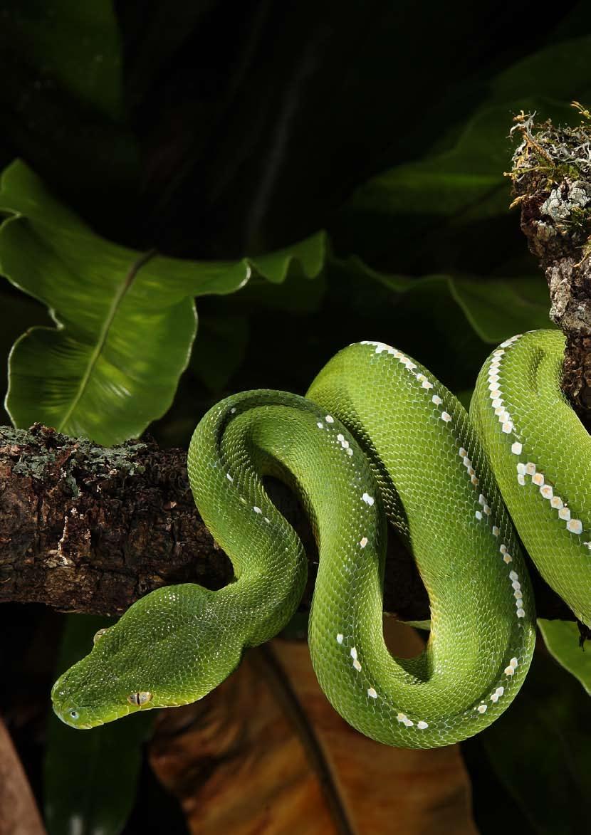 Green Pythons Are Green Pythons difficult species to keep? Green Pythons are not boring snakes that just rest on a branch.