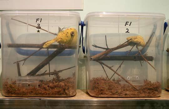 Firstly, it suggests that overfeeding is the worst practice any keeper can adopt, particularly with yellow juveniles.