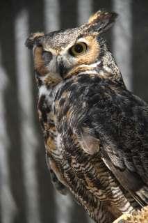 What type of birds and how many birds are predators of the Great Horned Owl???? Great Horned Owls actually don't have any natural predators -- they're really at the top of their food chain!