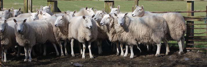 10 Q: Should I test my flock for Johne s disease? A: If you have sheep with a normal appetite that have become thin and are not responding to treatment, talk to your veterinarian.