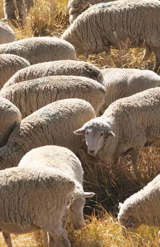 11 Q: What diagnostic tests are available? Which one is best? A: There are a number of effective assays for Johne s disease testing in sheep.