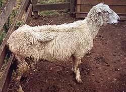 2 Q: How do I know if my flock has Johne s disease? A: A sheep that appears perfectly healthy may be infected with MAP.