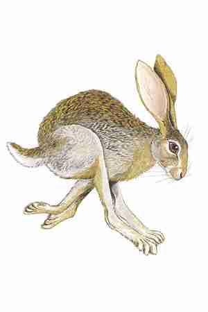 Antelope Jackrabbit (Lepus alleni) Antelope Jackrabbits are nocturnal and crepuscular, and almost never vocalize.