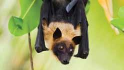 How to minimise the risk of Hendra Virus disease transmission Follow Hendra vaccination protocols Protect water and food sources from contamination by flying foxes Isolate sick horses from other