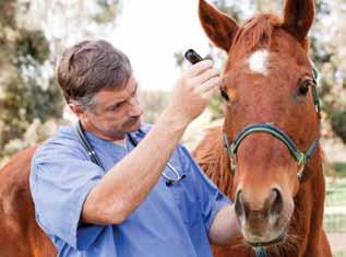 Heading Understanding Hendra Virus Clinical signs of HeV in horses 1 Common Signs in Horses: Acute onset of illness Increased body temperature Increased heart rate Discomfort/weight shifting between