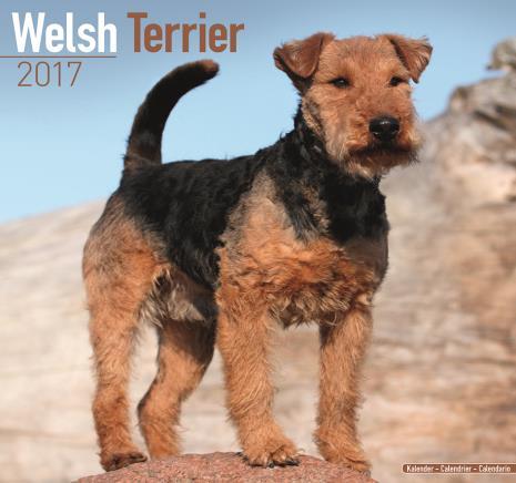 WELSH TERRIER MEMORABILIA Our ever popular shop, run by Christine & Peter Couzens, will be available in the Lounge area.