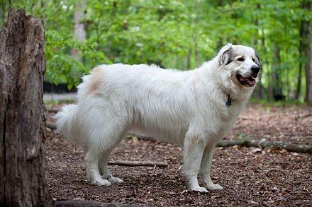 Learn the Breeds: Great Pyrenees The Pyrenean Mountain Dog, known as the Great Pyrenees in North America, is a large breed of dog used as a livestock guardian dog.