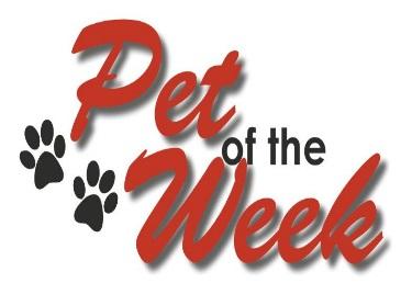 Community Outreach Pet-of-the-Week: In order to promote Pet Adoptions, the ASCMV continues to send out Pet-of-the-Week information to all local media (newspapers, radio, and television), and posts a