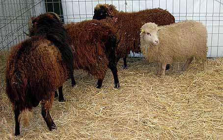 Left: Asturian sheep, the