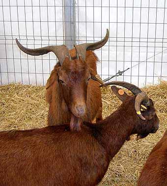 Right below: A goat-breed