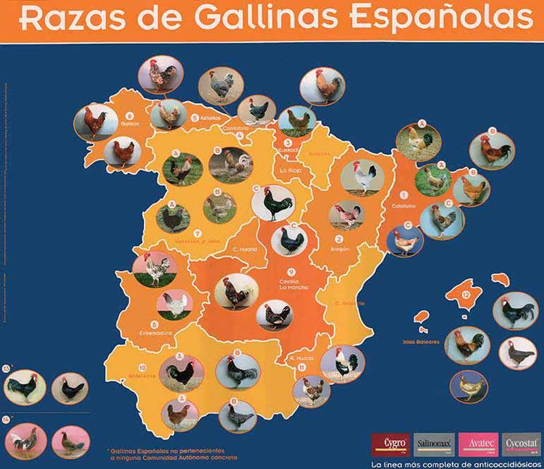 Did you know that Spain has 20 chicken breeds, from which 3 are also recognised in bantam variety and one original bantam? 1a. Empordanesa. 1b. Prat. 1c. Penedesenca. 2. Sobrarbe. 3. Euskal Oiloa. 4.