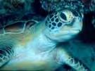 (a) The boundaries of the two green turtle RMUs need to be addressed.