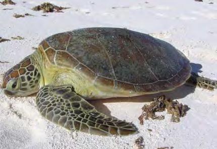 1) and 3 This site supports the largest number of nesting loggerheads in the WIO, although the population is still considered small.