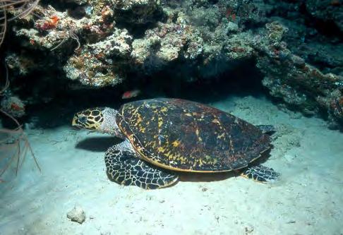 It is a shared nesting site with loggerheads; also supports foraging hawksbills, green turtles and olive ridleys.