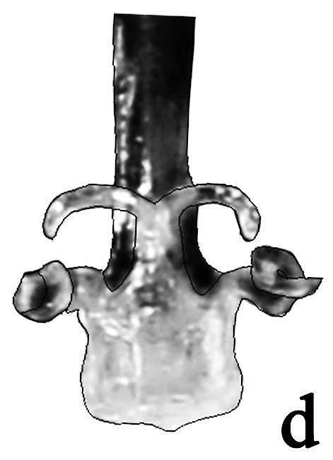 Anal appendages (Figs 2a, 2b) black, superiors longer than S10, inferiors shorter than the superiors. Penis (Fig.