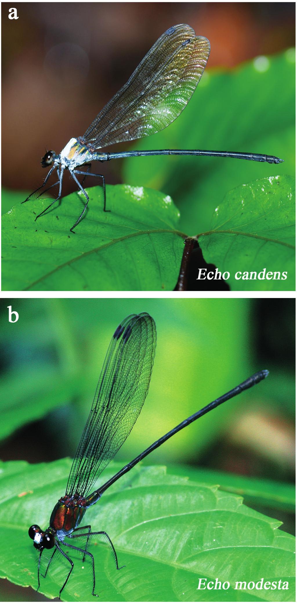 112 H.-m. Zhang, M. Hämäläinen & Q.-h. Cai Figure 3. Photographs of live male damselflies; (a) Echo candens sp. nov.