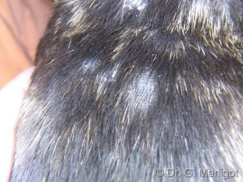 Canine hair follicles