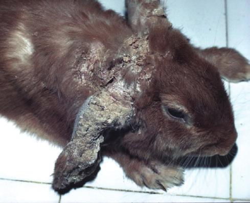 There are a number of Eimeria species that infect rabbits. Of them, Eimeria intestinalis (Fig. 2) and Eimeria flavescens are the most pathogenic intestinal species.