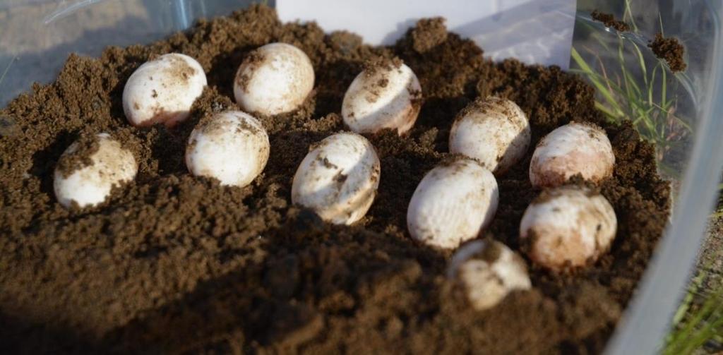 Figure 6: Eleven Blanding s Turtle eggs were unearthed from a wild